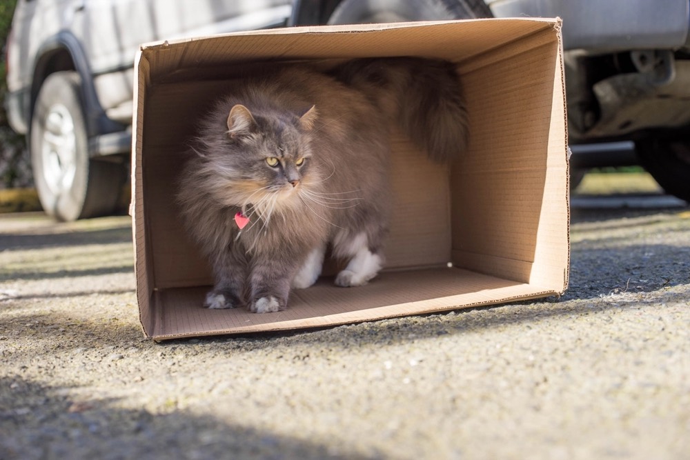 Chat installé dans un carton de livraison