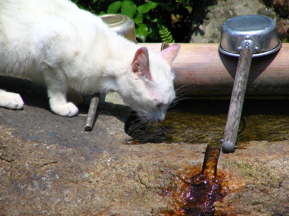 Chat blanc qui boit à une fontaine