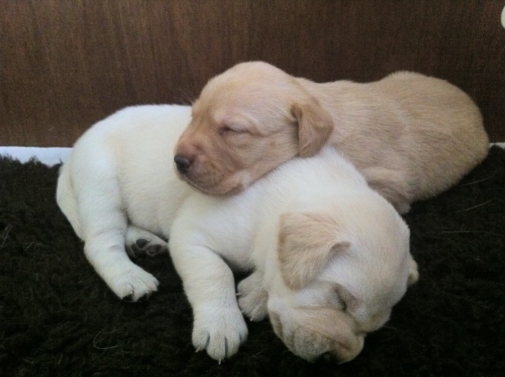 Deux chiots labradors endormis