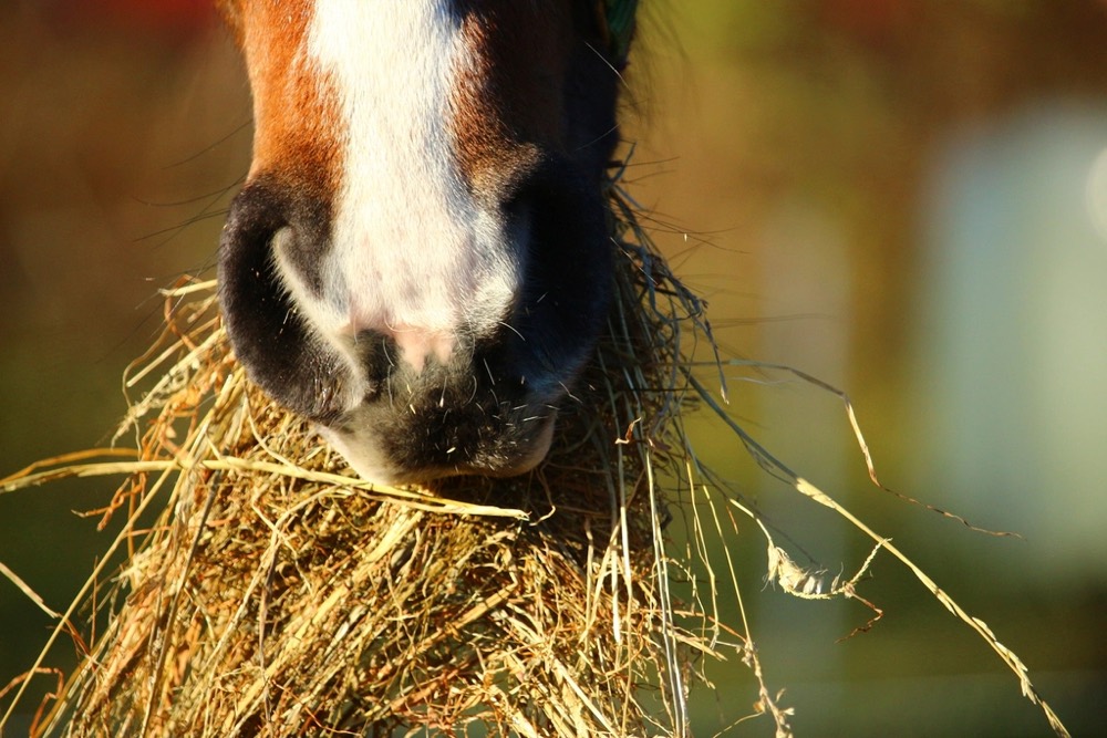 Cheval qui mange du foin