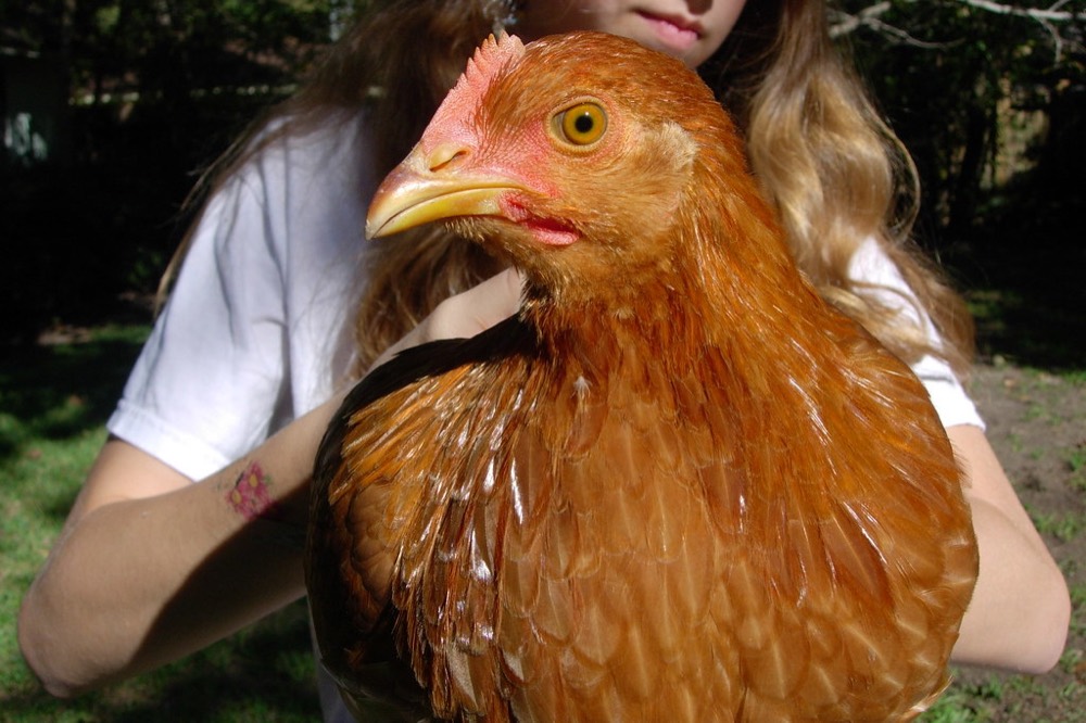 Poule tenue dans les bras