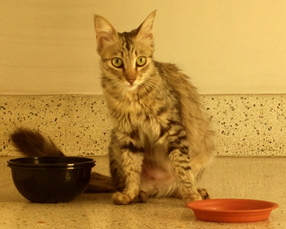 Chat tigré assis près de sa gamelle