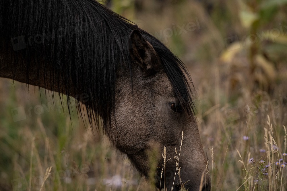 Cheval qui broute dans un pré
