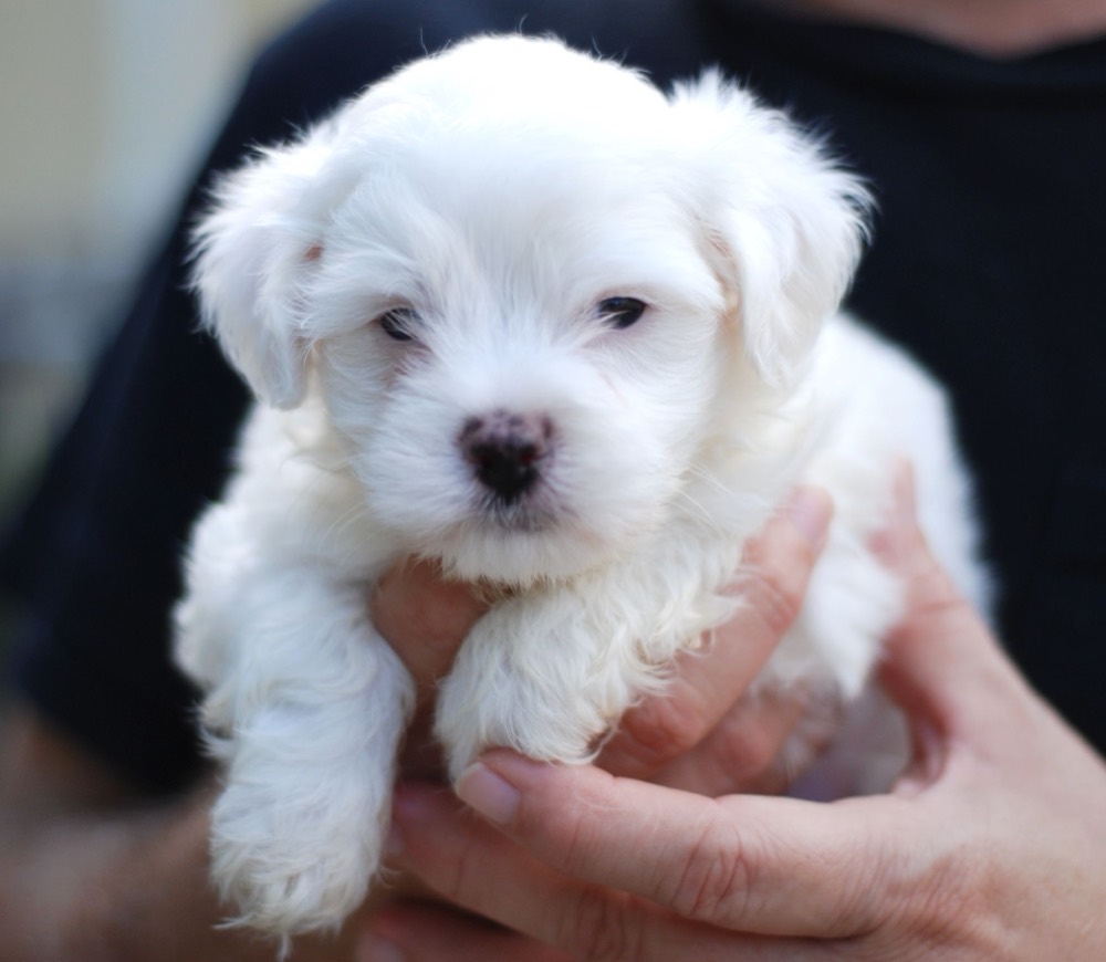 Chiot blanc tenu dans des mains