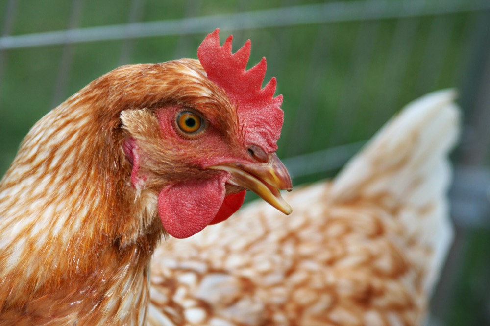 Poule rousse en gros plan