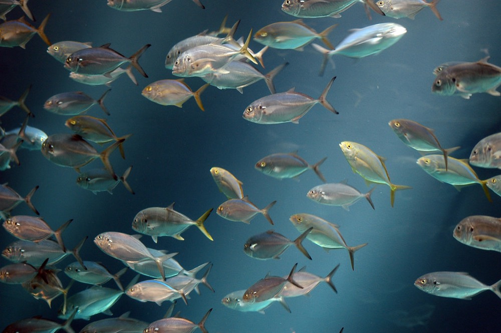 Banc de poissons dans un aquarium