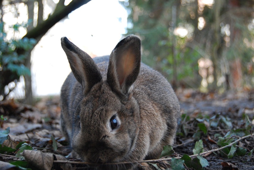 Lapin assis dans l'herbe