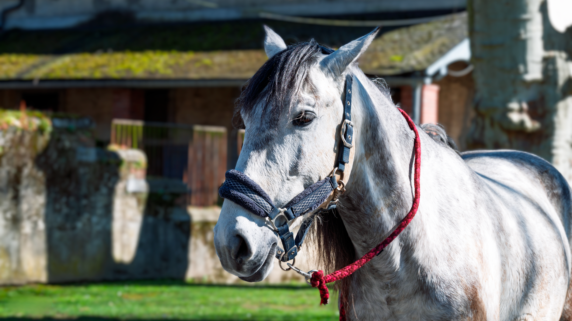 Cheval gris tenu en longe dans une cour de ferme