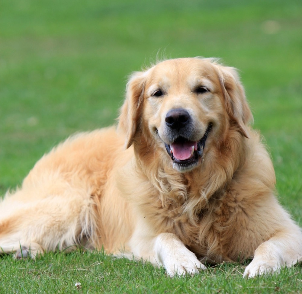 Golden retriever allongé dans l'herbe