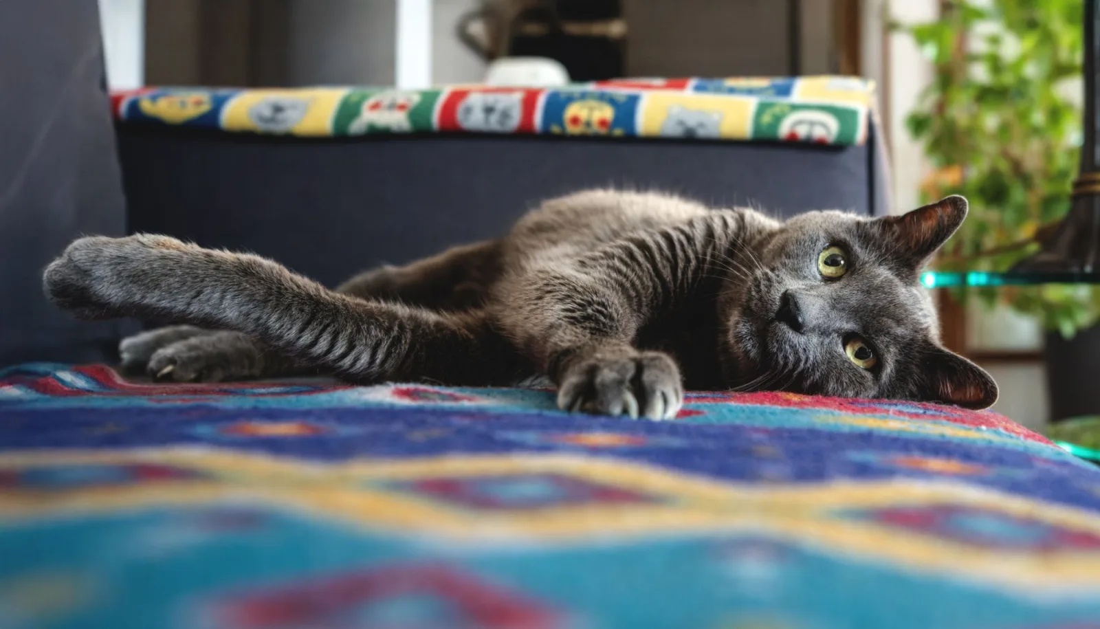 Chat gris allongé au repos sur une couverture colorée, le regard tourné vers l'appareil photo