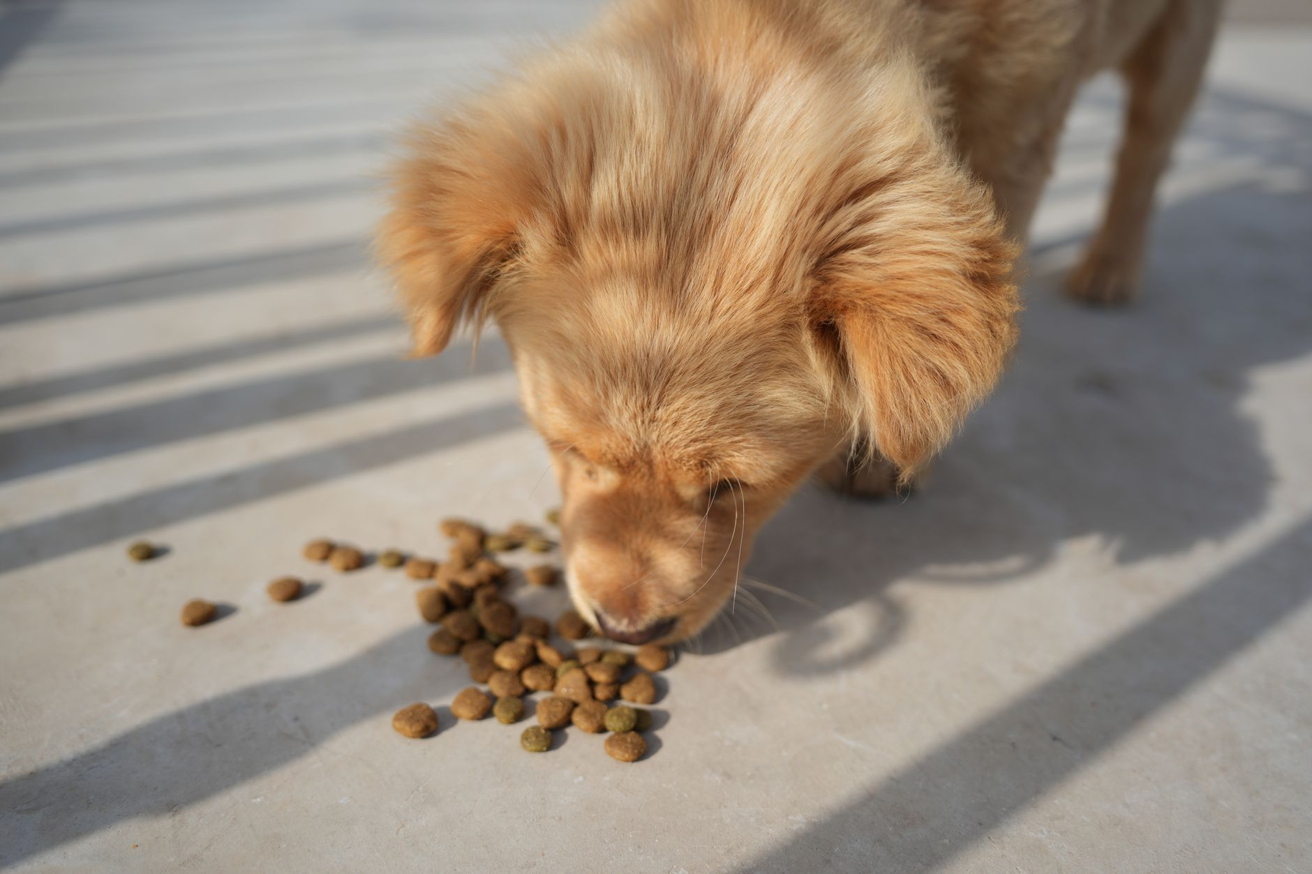 Chiot golden retriever qui mange des croquettes au soleil
